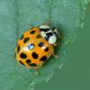 Harmonia axyridis